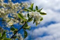 Beautiful cherry blossom sakura full bloom time over blue sky Flowers Japanese flowering cherry on Sakura tree on spring sunny day Royalty Free Stock Photo