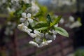 Beautiful cherry blossom sakura full bloom time over blue sky Flowers Japanese flowering cherry on Sakura tree on spring sunny day Royalty Free Stock Photo