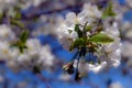 Beautiful cherry blossom sakura full bloom time over blue sky Flowers Japanese flowering cherry on Sakura tree on spring sunny day Royalty Free Stock Photo