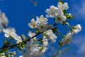 Beautiful cherry blossom sakura full bloom time over blue sky Flowers Japanese flowering cherry on Sakura tree on spring sunny day Royalty Free Stock Photo