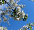Beautiful cherry blossom sakura full bloom time over blue sky Flowers Japanese flowering cherry on Sakura tree on spring sunny day Royalty Free Stock Photo