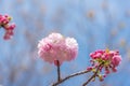 Beautiful cherry blossom sakura at Japan Mint Royalty Free Stock Photo