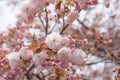 Beautiful cherry blossom sakura at Japan Mint Royalty Free Stock Photo