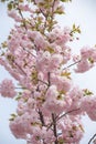 Beautiful cherry blossom sakura at Japan Mint Royalty Free Stock Photo