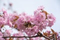 Beautiful cherry blossom sakura at Japan Mint Royalty Free Stock Photo