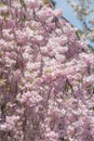 Beautiful cherry blossom sakura at Japan Mint Royalty Free Stock Photo