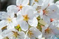 Beautiful cherry blossom or sakura in japanese in spring time