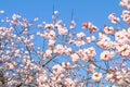 Beautiful cherry blossom , sakura in spring time