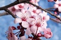 Beautiful cherry blossom sakura in spring time against the blue sky. Close-up. Macro shooting Royalty Free Stock Photo