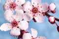 Beautiful cherry blossom sakura in spring time against the blue sky. Close-up. Macro shooting Royalty Free Stock Photo
