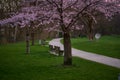 Beautiful cherry blossom sakura in the English garden in munich Royalty Free Stock Photo