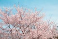 Beautiful cherry blossom or sakura in spring time with blue sky background in Japan Royalty Free Stock Photo