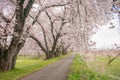 Beautiful cherry blossom or sakura in spring time  with blue sky background in Japan Royalty Free Stock Photo