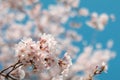 Beautiful cherry blossom sakura in spring time with blue sky background in Japan Royalty Free Stock Photo
