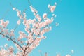 Beautiful cherry blossom sakura in spring . time with blue sky background in Japan Royalty Free Stock Photo