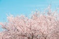 Beautiful cherry blossom or sakura in spring time with blue sky background in Japan Royalty Free Stock Photo