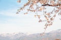 Beautiful cherry blossom or sakura in spring time with blue sky background in Japan Royalty Free Stock Photo