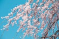 Beautiful cherry blossom or sakura in spring time with blue sky background in Japan Royalty Free Stock Photo