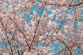 Beautiful cherry blossom sakura in spring time with blue sky background in Japan Royalty Free Stock Photo