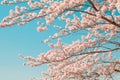 Beautiful cherry blossom sakura in spring time with blue sky background in Japan Royalty Free Stock Photo