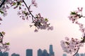 Beautiful cherry blossom sakura in spring time on cityscape background Royalty Free Stock Photo