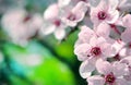 Beautiful cherry blossom sakura in spring time. Floral background. Royalty Free Stock Photo