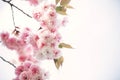 Beautiful cherry blossom; Sakura in spring time over blue sky in