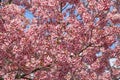 Beautiful cherry blossom sakura in spring time over blue sky Royalty Free Stock Photo