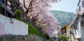 Beautiful cherry blossom sakura in spring time over blue sky Royalty Free Stock Photo