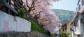Beautiful cherry blossom sakura in spring time over blue sky Royalty Free Stock Photo