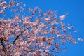 Beautiful cherry blossom sakura in spring time over blue sky. Amazing vivid colors, springtime nature banner with copy Royalty Free Stock Photo
