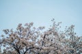 Beautiful cherry blossom sakura. During in spring time over blue sky. Royalty Free Stock Photo