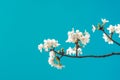 Beautiful cherry blossom sakura in spring time over blue sky. Royalty Free Stock Photo