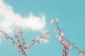 Beautiful cherry blossom sakura in spring time over blue sky Royalty Free Stock Photo