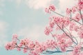 Beautiful cherry blossom sakura in spring time over blue sky Royalty Free Stock Photo