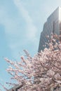 Beautiful cherry blossom sakura in spring time over blue sky Royalty Free Stock Photo