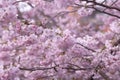 Beautiful cherry blossom sakura in spring time over blue sky. Royalty Free Stock Photo