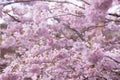 Beautiful cherry blossom sakura in spring time over blue sky. Royalty Free Stock Photo