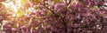 Cherry blossom in full bloom. Cherry flowers in small clusters on a cherry tree branch, fading in to white. Shallow depth of field