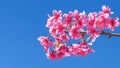 Beautiful cherry blossom sakura in spring time over blue sky, Cherry blossoms on blue sky background Royalty Free Stock Photo