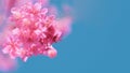 Beautiful cherry blossom sakura in spring time over blue sky, Cherry blossoms on blue sky background Royalty Free Stock Photo