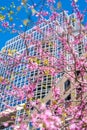 Beautiful cherry blossom sakura in spring time over blue sky in Boston Royalty Free Stock Photo