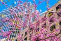 Beautiful cherry blossom sakura in spring time over blue sky in Boston Royalty Free Stock Photo