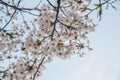 Beautiful cherry blossom sakura in spring time over blue sky. Royalty Free Stock Photo