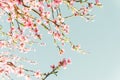 Beautiful cherry blossom sakura in spring time over blue sky.Horizontal banner with sakura flowers of pink color on sunny backdrop Royalty Free Stock Photo