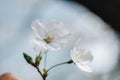 Beautiful cherry blossom sakura in spring time over blue sky. Sakura is the most famous flower at Royalty Free Stock Photo