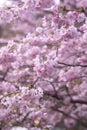 Beautiful cherry blossom sakura in spring time over blue sky Royalty Free Stock Photo