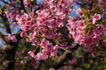 Beautiful cherry blossom sakura in spring time over blue sky.