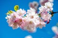 Beautiful cherry blossom sakura in spring time over blue sky. Royalty Free Stock Photo