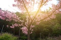 Beautiful cherry blossom sakura in spring time over sunlight.